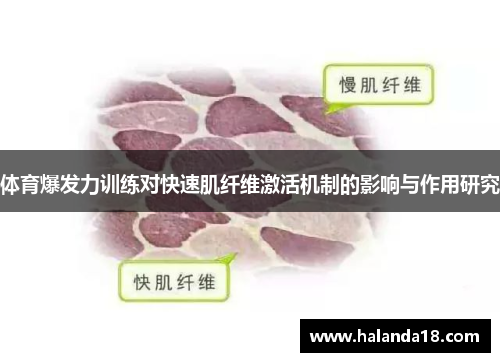 体育爆发力训练对快速肌纤维激活机制的影响与作用研究