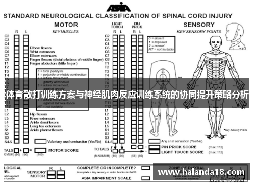 体育散打训练方案与神经肌肉反应训练系统的协同提升策略分析